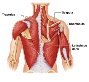 02_Identifying Back Tension Muscles