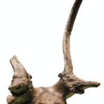 deer sculls were found at Star Carr